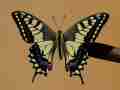 Papilio hybrid male (p. machaon machaon m x [[p. machaon machaon m x p. polyxenes asterius f] f] m x p. machaon hippocrates f) (Internet Image property of respective owner, non-commercial use only)